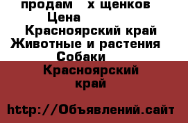 продам 2-х щенков › Цена ­ 15 000 - Красноярский край Животные и растения » Собаки   . Красноярский край